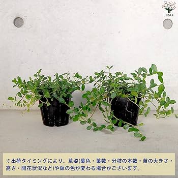 ❀そるまるす❀荒天・猛暑日は植物発送不可専用　4種 まるごと明日葉 顆粒 ( 3g*30包 )/ ユウキ製薬(サプリメント